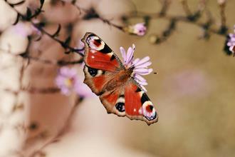 foto: Natuurpunt