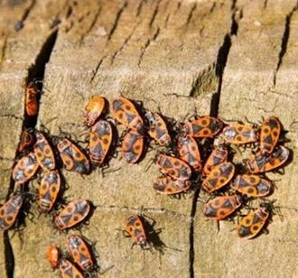foto: Natuurpunt