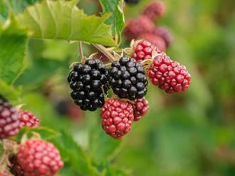 foto: Natuurpunt