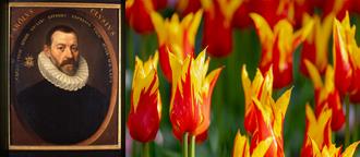 foto: Clusius en Clusiana tulpen