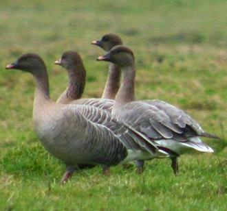 foto: Natuurpunt